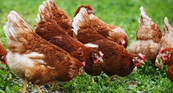 Kako jaja genetski modificiranih kokoši mogu pomoći pri liječenju raka?